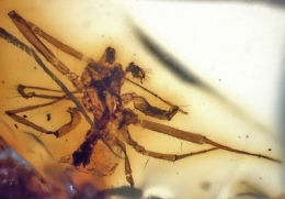 4-Lyniphildae-1.jpg