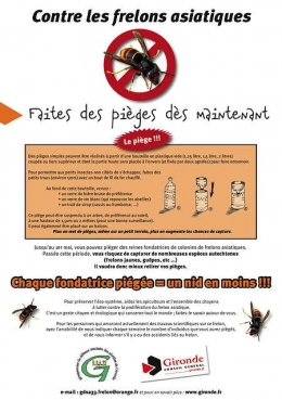 espèces invasives,frelon asiatique,abeilles,piègeage