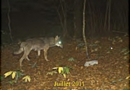 loup,jura,prédateurs,retour du loup,massif jurassien