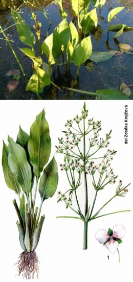 Alisma-plantago-450.jpg