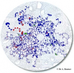 Microbiote-intestinal-450.jpg