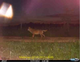 loup,vosges,lorraine,haute-saône,jura,prédateurs,retour du loup,massif jurassien