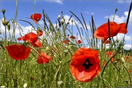 Coquelicots-Delfino-450.jpg