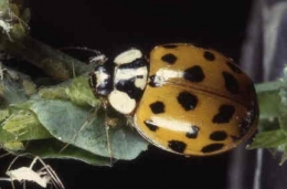 coccinelle asiatique_01.jpg