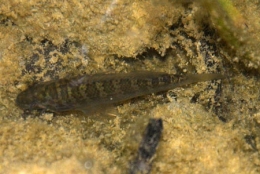 grémille,poissons,doubs,pêche