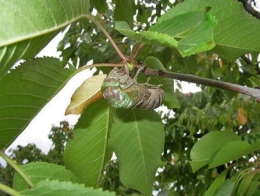 insectes,homoptères,cigale,cicadidés,cicadidae