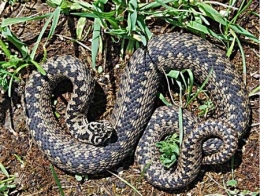 vipère péliade,vipera berus,ophidiens de france,serpents,serpents venimeux