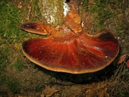 Polypore bai (Polyporus durus).jpg