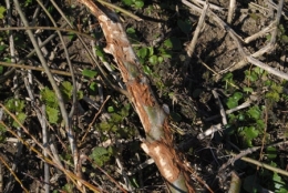 castor fiber,castor canadensis,bièvre,pascal juif