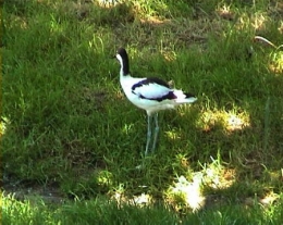 Avocette2.jpg
