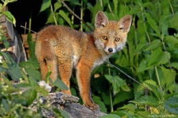 dominique delfino,photographe naturaliste et animalier,renardeaux,pays de montbéliard,plateau de brognard