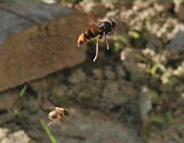 espèces invasives,frelon asiatique,abeilles,piègeage