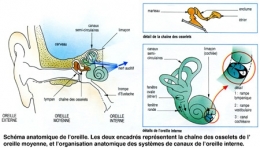 Figure05-Anatomie-de-l'oreille-450.jpg