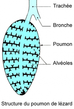 reptiles,sauriens,lacertidés,lézard ocellé