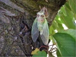 insectes,homoptères,cigale,cicadidés,cicadidae