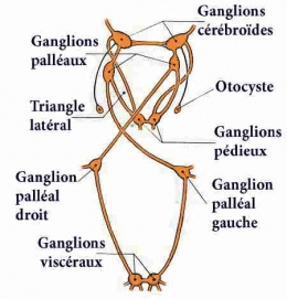 gastéropodes-anatomie_syst nerveux.jpg