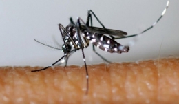 aedes albopictus,moustique tigre,dengue,chikungunya