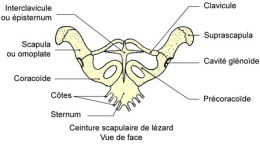 reptiles,sauriens,lacertidés,lézard ocellé