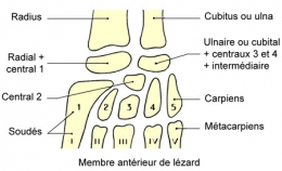 reptiles,sauriens,lacertidés,lézard ocellé