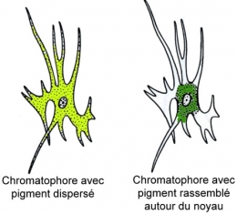 reptiles,sauriens,lacertidés,lézard ocellé