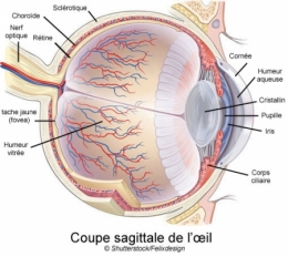 cellules souches,cellules souches embryonnaires,médecine régénératrice,rétine,thérapie