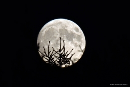 lune-perchée-sur-des-arbres-450.jpg