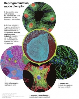 Reprogrammation-cellulaire-450.jpg