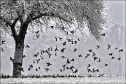 dominique delfino,photographe naturaliste et animalier,hiver,neige,pays de montbéliard,grive litorne