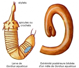 nematomorpha,gordiidae,parasites manipulateurs