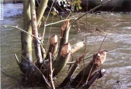 castor fiber,castor canadensis,bièvre,pascal juif