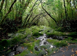 biodiversité et productivité de la forêt,global forest biodiversity initiative