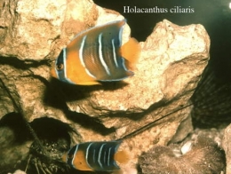 163Holacanthus ciliaris2-1.jpg