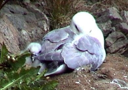 Fulmar2.jpg