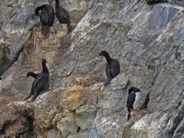 Cormorans_Argentine_1270-1.jpg