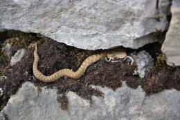 michel cottet,dominique delfino,photographe naturaliste et animalier,aspic,vipères,reptiles,ophidiens