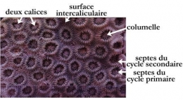 052Montastrea cavernosa-1.jpg