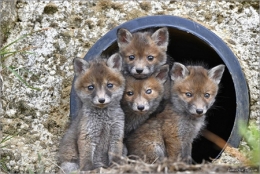 dominique delfino,photographe naturaliste et animalier,pays de montbéliard