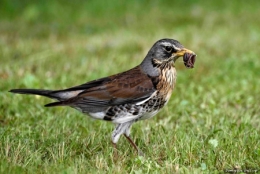 dominique delfino,photographe naturaliste et animalier