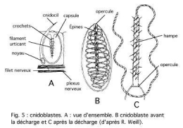 Cnidairesfig51.jpg