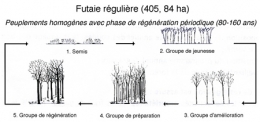 Futaie-régulière-450.jpg