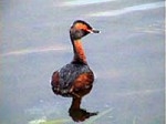 Grebe_logo.jpg