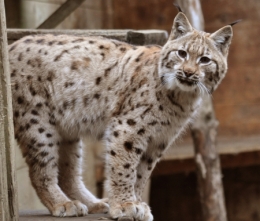 lynx,athenas,jura,franche-comté