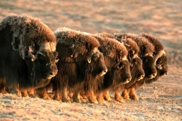 prédateurs arctiques,loups,herbivores arctiques,bisons,bœufs musqués