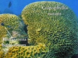 Colpophyllia_natans02-1.jpg