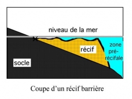 01-Récif barrière01-1.jpg