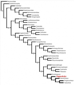 reptiles,chéloniens,tortues,phylogénie des tortues