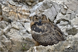 grand duc,hibou,dominique delfino,photographe naturaliste et animalier,pays de montbéliard