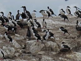 Cormorans_Argentine_1280-1.jpg