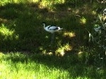 Avocettelogo.jpg