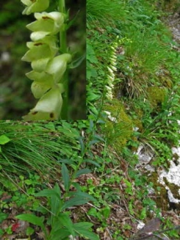 Digitale-à-grandes-fleurs_Digitalis grandiflora_11.jpg